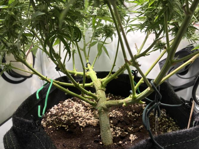 GG#4 Sherbet FF. Week 14