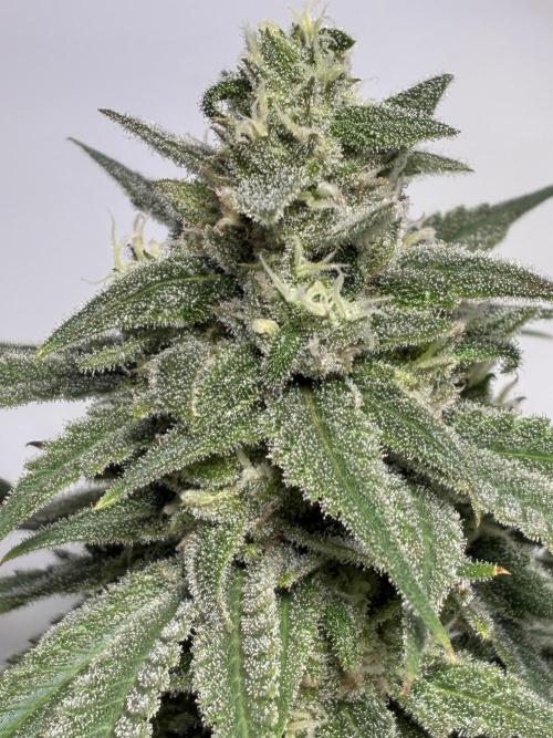 GG#4 Sherbet FF. Week 14