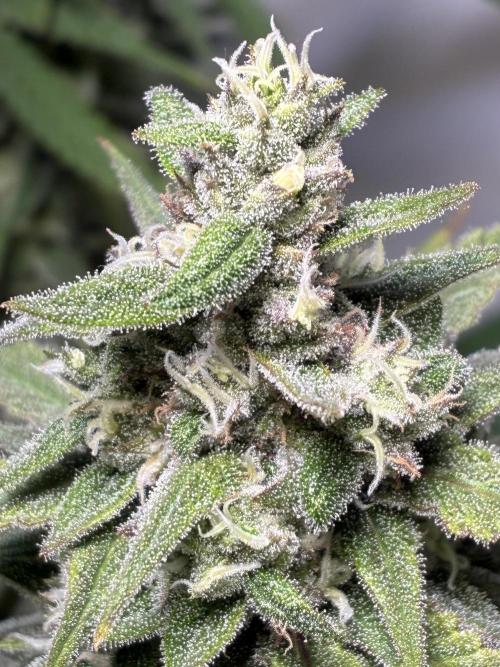 GG#4 Sherbet FF. Week 14