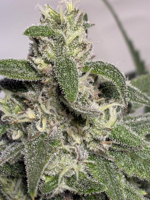 GG#4 Sherbet FF. Week 14