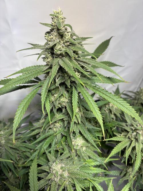 GG#4 Sherbet FF. Week 14
