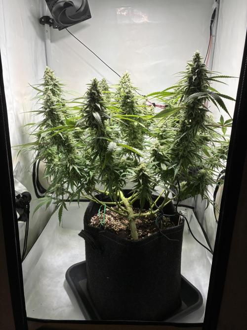 GG#4 Sherbet FF. Week 14