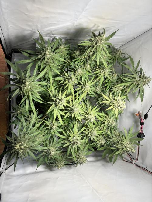 GG#4 Sherbet FF. Week 15