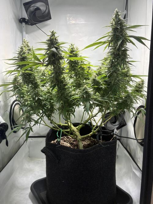 GG#4 Sherbet FF. Week 15