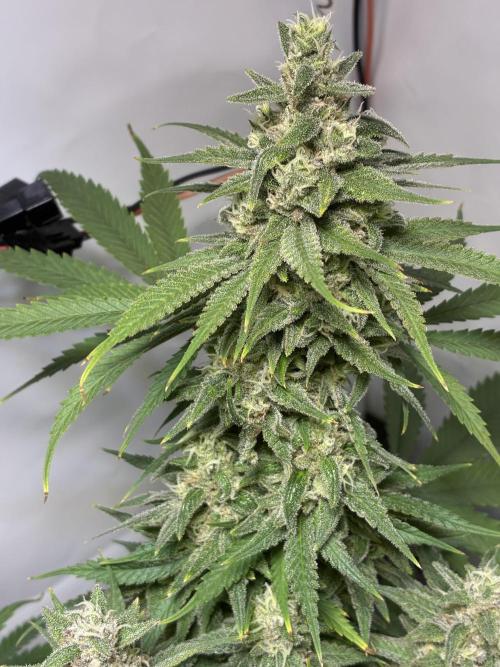 GG#4 Sherbet FF. Week 15