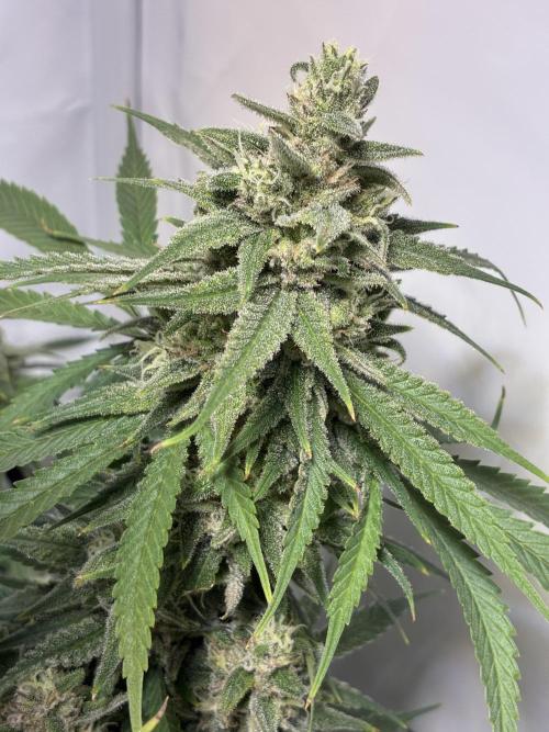 GG#4 Sherbet FF. Week 15