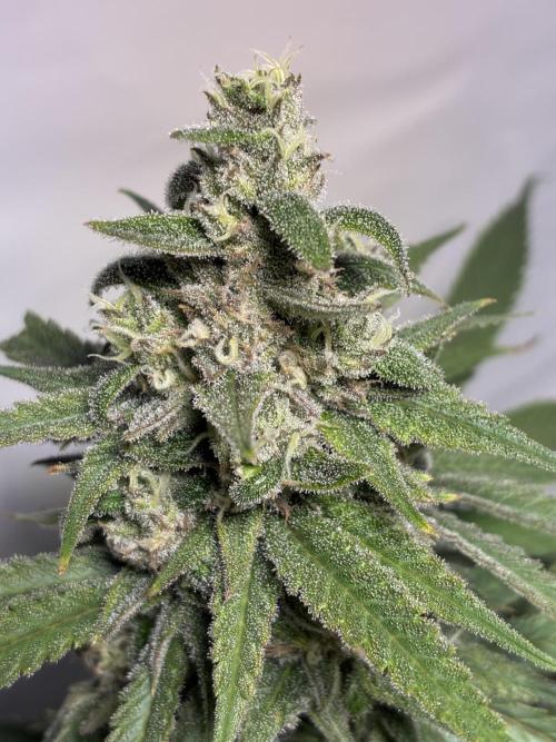 GG#4 Sherbet FF. Week 15