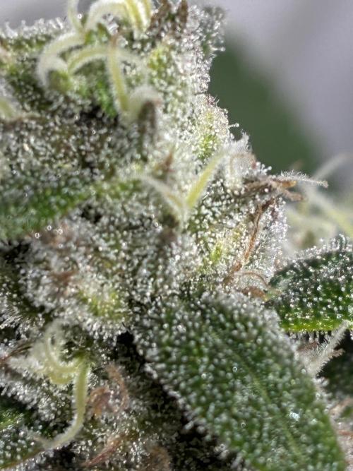 GG#4 Sherbet FF. Week 15