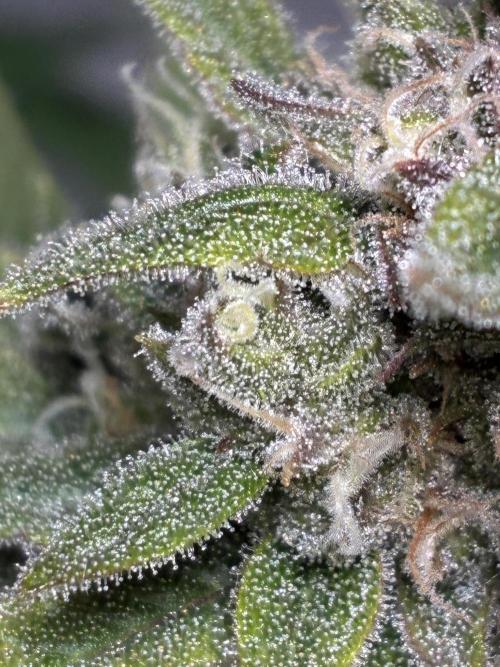 GG#4 Sherbet FF. Week 15