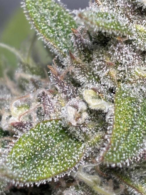 GG#4 Sherbet FF. Week 15