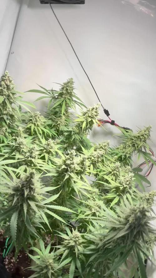 GG#4 Sherbet FF