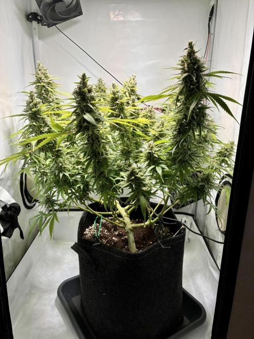 GG#4 Sherbet FF. Week 16