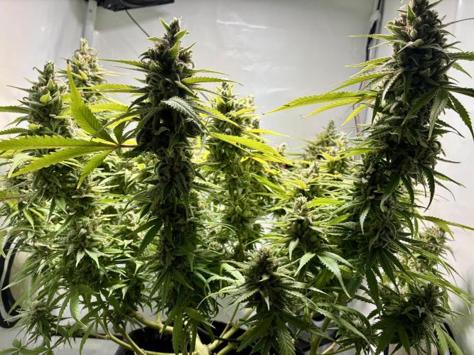 GG#4 Sherbet FF. Week 16