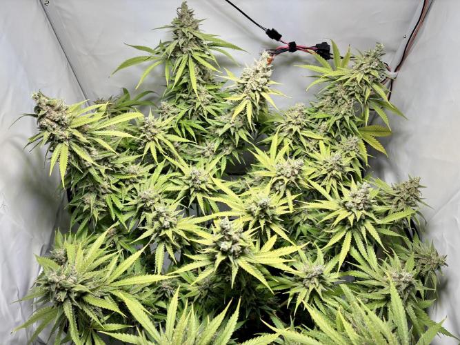 GG#4 Sherbet FF. Week 16