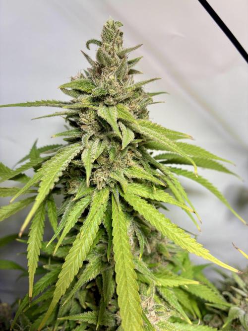 GG#4 Sherbet FF. Week 16