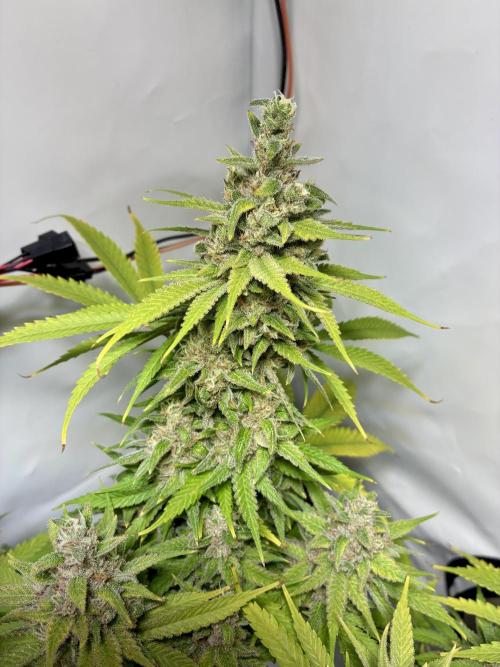 GG#4 Sherbet FF. Week 16