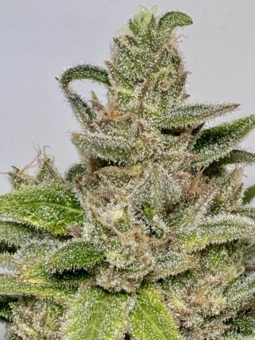 GG#4 Sherbet FF. Week 16