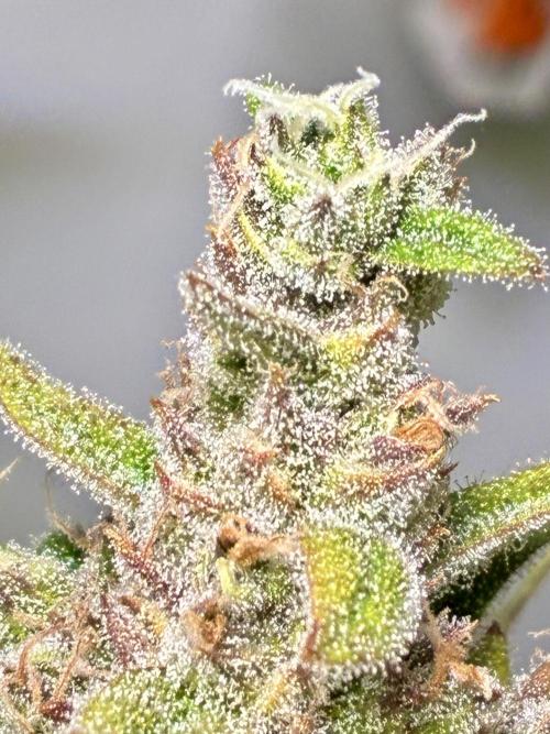 GG#4 Sherbet FF. Week 16