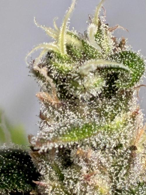 GG#4 Sherbet FF. Week 16
