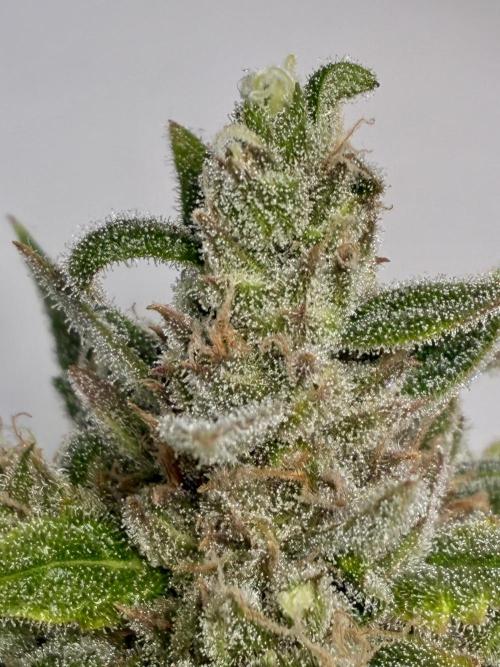 GG#4 Sherbet FF. Week 16