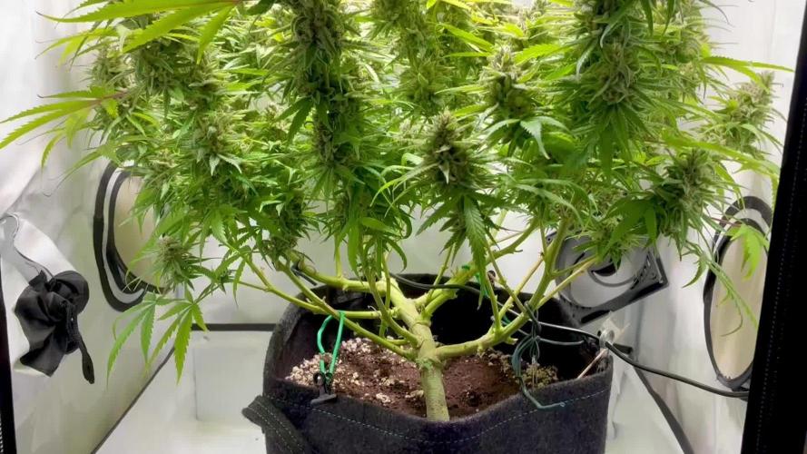 GG#4 Sherbet FF