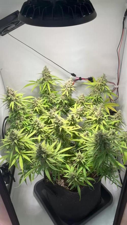 GG#4 Sherbet FF