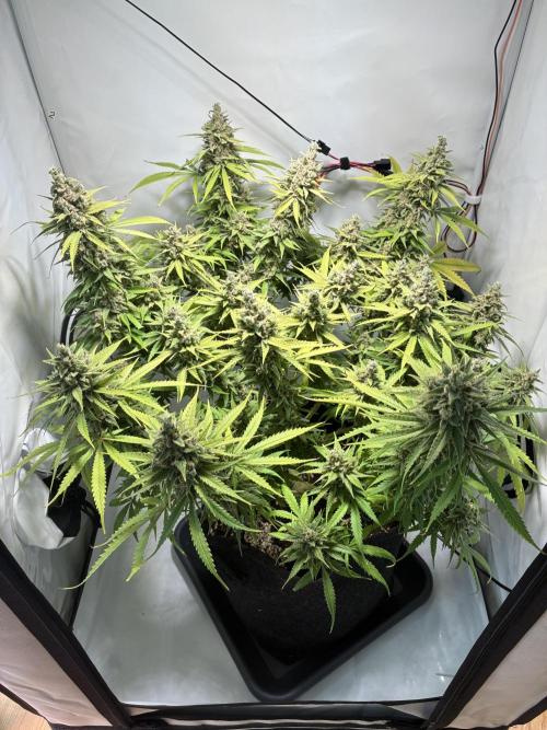 GG#4 Sherbet FF. Week 17