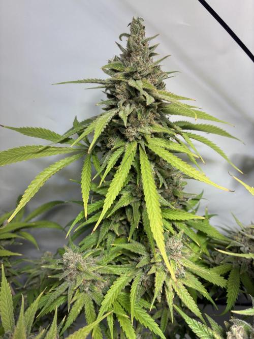 GG#4 Sherbet FF. Week 17