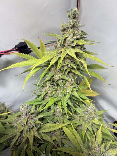 GG#4 Sherbet FF. Week 17
