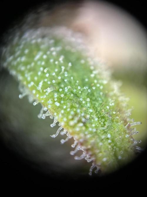 GG#4 Sherbet FF. Week 17