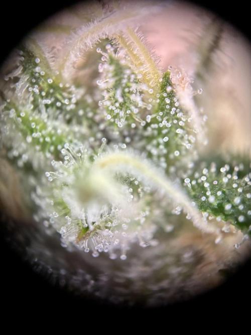 GG#4 Sherbet FF. Week 17