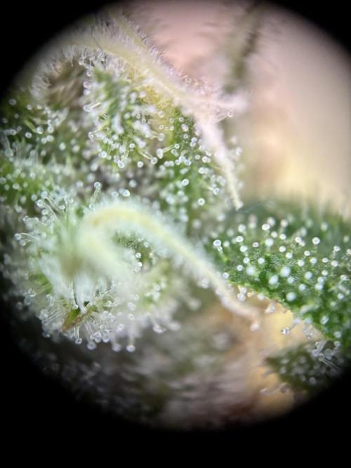 GG#4 Sherbet FF. Week 17