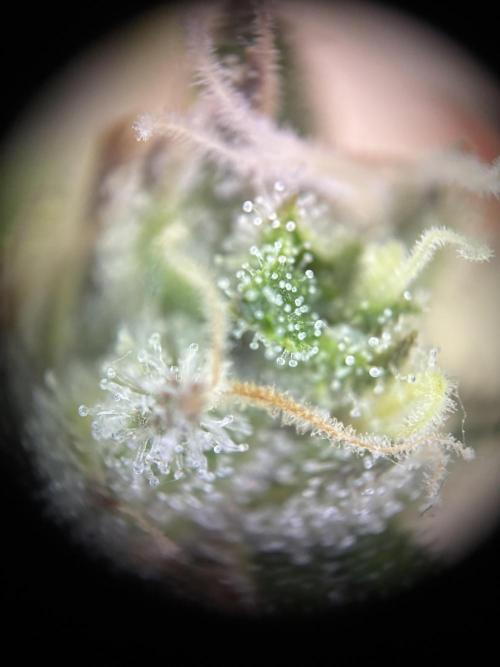 GG#4 Sherbet FF. Week 17