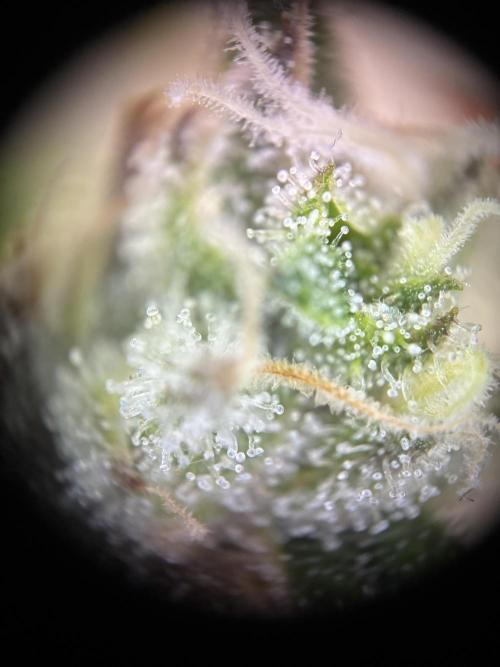 GG#4 Sherbet FF. Week 17