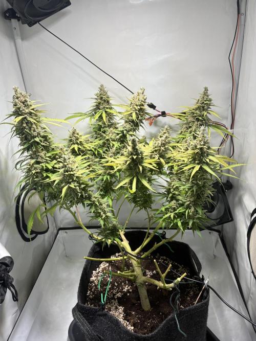 GG#4 Sherbet FF. Week 17