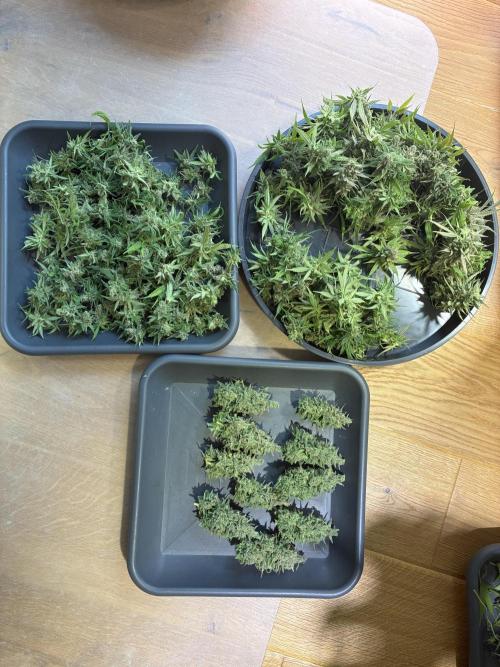 GG#4 Sherbet FF. Week 17