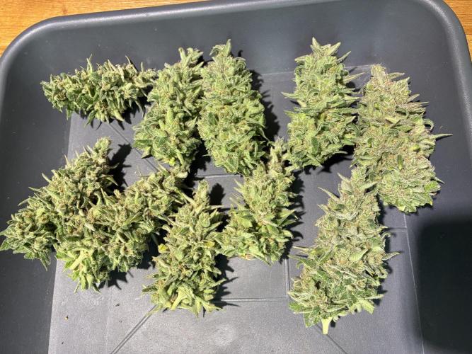 GG#4 Sherbet FF. Week 17
