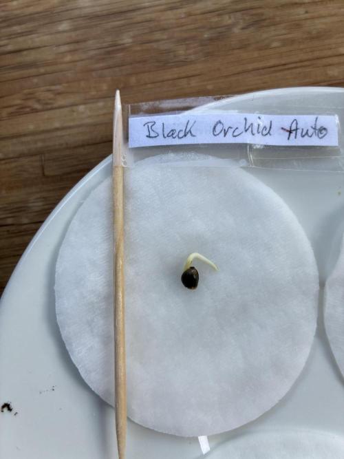 Black Orchid Auto (CCG - Sensible Seeds). Week 0