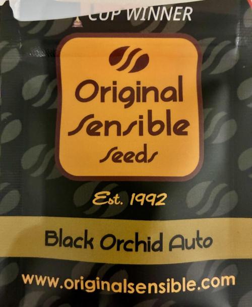 Black Orchid Auto (CCG - Sensible Seeds). Week 0