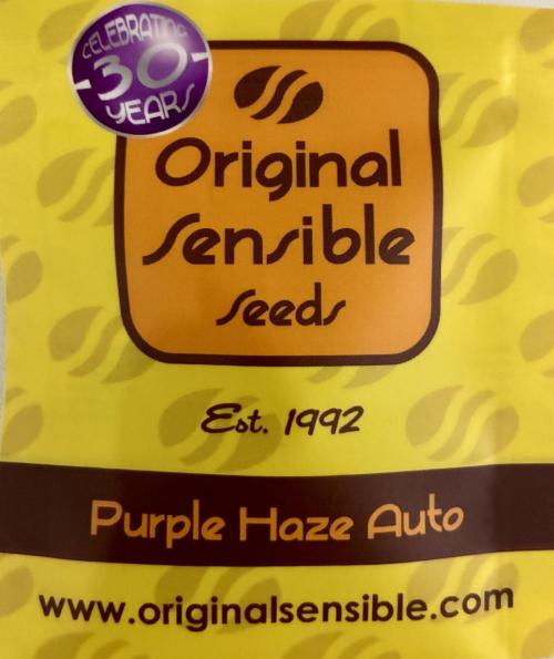 Purple Haze Auto (CCG - Sensible Seeds). Week 0