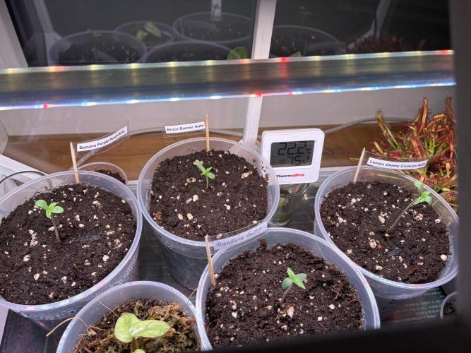 Auto Strains 2026. Week 0