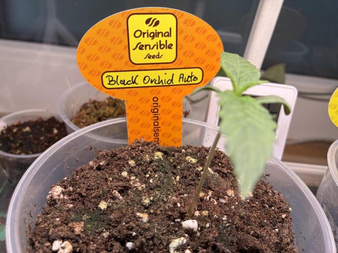 Black Orchid Auto (CCG - Sensible Seeds). Week 1