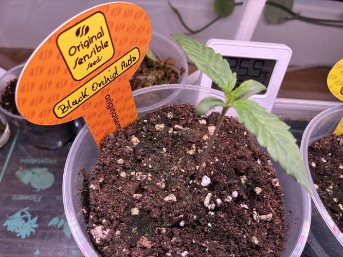Black Orchid Auto (CCG - Sensible Seeds). Week 1