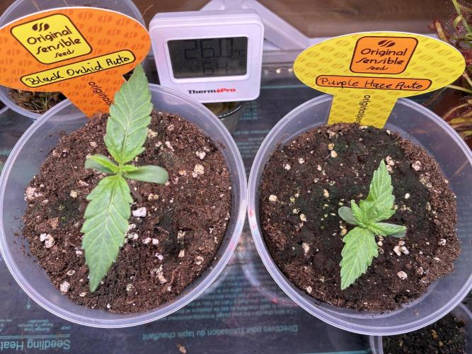 Black Orchid Auto (CCG - Sensible Seeds). Week 1