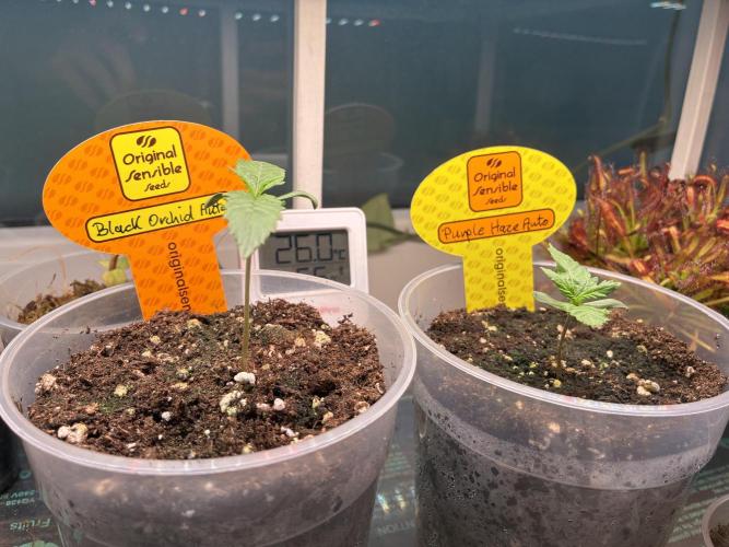Black Orchid Auto (CCG - Sensible Seeds). Week 1