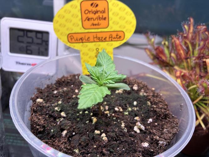 Purple Haze Auto (CCG - Sensible Seeds). Week 1