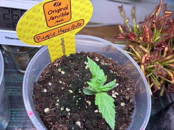 Purple Haze Auto (CCG - Sensible Seeds). Week 1