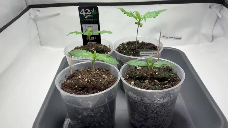 Auto Strains 2026