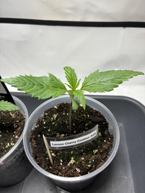 Auto Strains 2026. Week 1