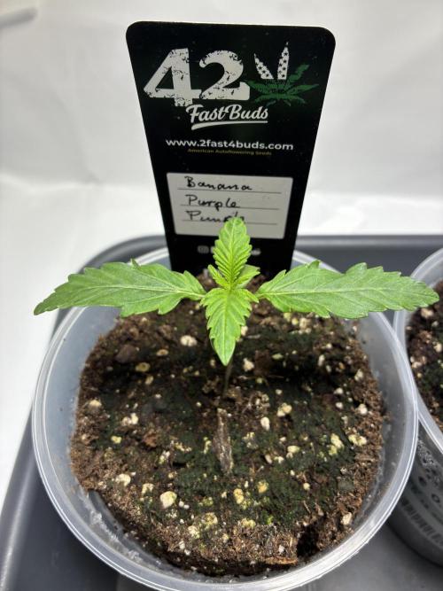 Auto Strains 2026. Week 1